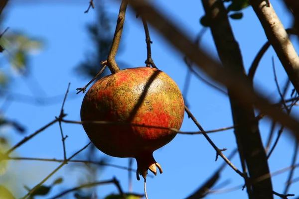 Przedojrzały Płód Granat Gałąź Jabłoń Granat Słoneczny Jesienny Dzień Miejski — Zdjęcie stockowe