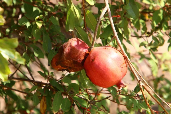 Frutti Troppo Maturi Melograno Ramo Albero Melograno Durante Una Giornata — Foto Stock