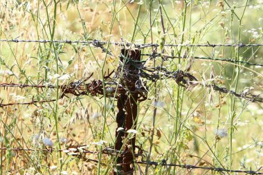 İsrail 'de bir şehir parkında dikenli tel örgü.. 