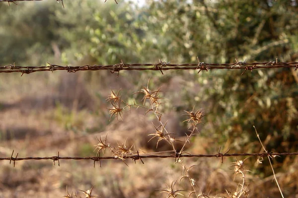 イスラエルの都市公園内の有刺鉄線フェンス — ストック写真