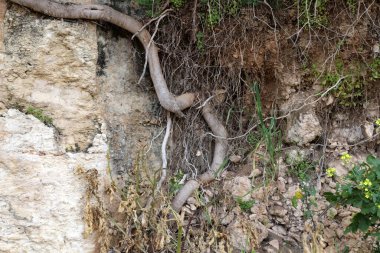 Taş yüzeyi ve taş dokusu yakından. Taşlar deniz kıyısındaki şehir parkında yatıyor. 
