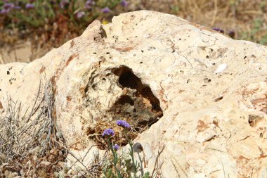 Taş yüzeyi ve taş dokusu yakından. Taşlar deniz kıyısındaki şehir parkında yatıyor. 