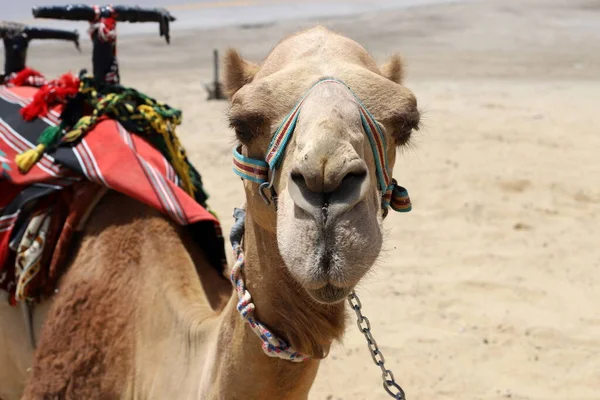 Retrato Close Camelo Deserto Judéia Sul Israel Grande Animal Adaptado — Fotografia de Stock