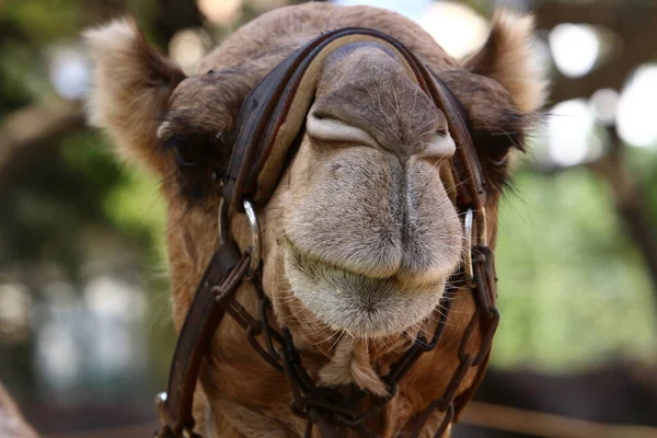 Close Portrait Camel Judean Desert Southern Israel Large Animal Adapted — Stock Photo, Image