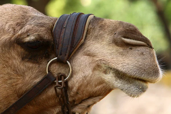 Retrato Close Camelo Deserto Judéia Sul Israel Grande Animal Adaptado — Fotografia de Stock