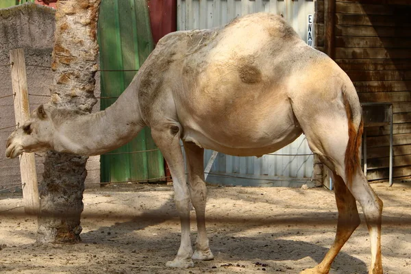 Ritratto Ravvicinato Cammello Nel Deserto Della Giudea Nel Sud Israele — Foto Stock