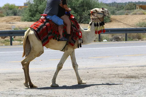 Retrato Close Camelo Deserto Judéia Sul Israel Grande Animal Adaptado — Fotografia de Stock
