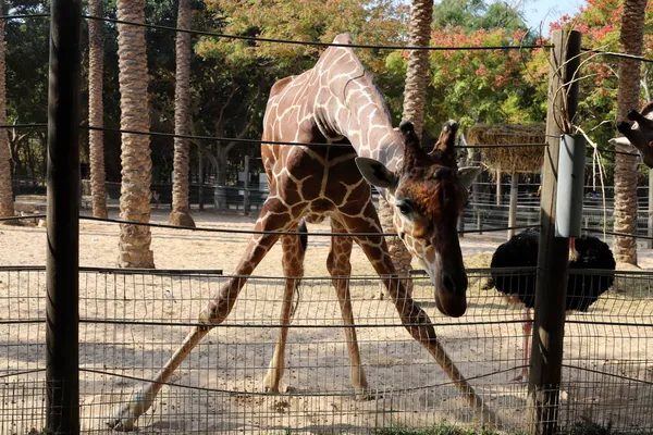 Srail Güneyindeki Bir Hayvanat Bahçesinde Uzun Boylu Bir Zürafa Yaşıyor — Stok fotoğraf