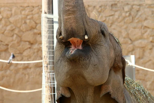 Deux Éléphants Afrique Gros Plan Vivant Dans Zoo Sud Israël — Photo