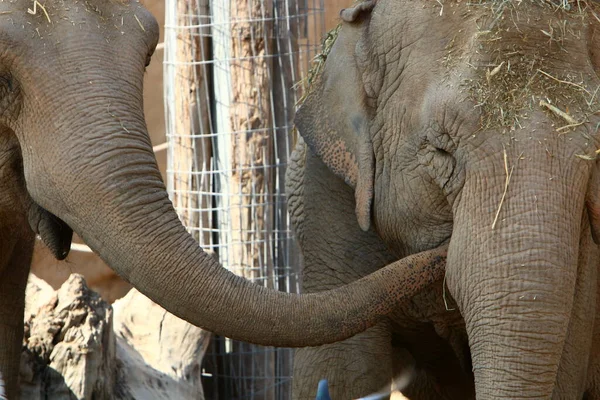 Dos Elefantes Africanos Cerca Que Viven Zoológico Sur Israel Mamífero — Foto de Stock