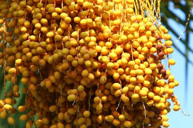 Kuzey İsrail 'deki bir şehir parkında hurma hasadı. Olgun meyveler yakın plan. 