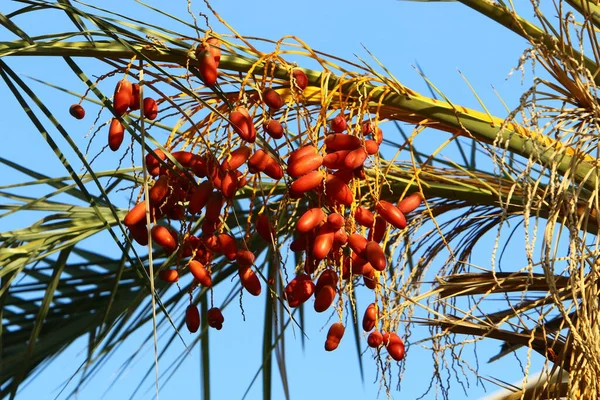 Богатый Урожай Финиковых Пальм Городском Парке Севере Израиля Спелые Плоды — стоковое фото