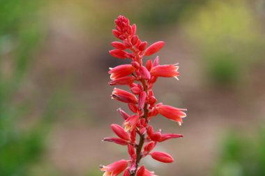İsrail 'de bir şehir parkında yaz çiçekleri. Dünyanın her yerinde karantina var ve çiçekler açmaya devam ediyor.. 