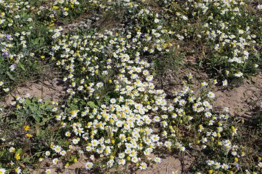 İsrail 'de bir şehir parkında yaz çiçekleri. Dünyanın her yerinde karantina var ve çiçekler açmaya devam ediyor.. 