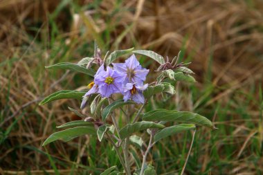 İsrail 'de bir şehir parkında yaz çiçekleri. Dünyanın her yerinde karantina var ve çiçekler açmaya devam ediyor.. 