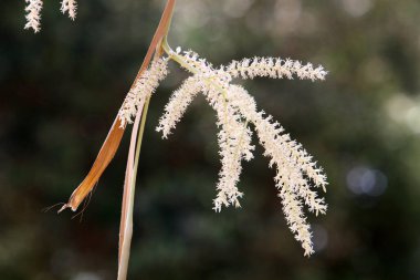 İsrail 'de bir şehir parkında yaz çiçekleri. Dünyanın her yerinde karantina var ve çiçekler açmaya devam ediyor.. 