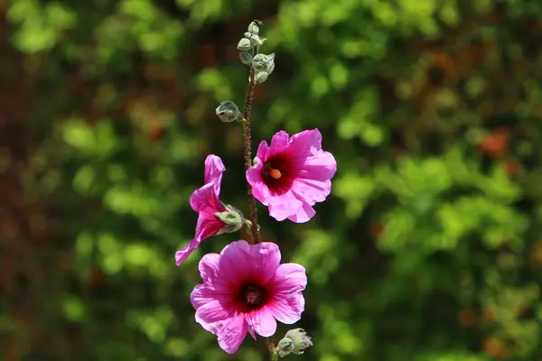 イスラエルの都市公園で夏の花 世界中に検疫があり 花は咲き続けています — ストック写真
