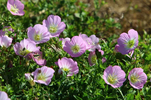 Flores Verano Parque Ciudad Israel Todo Mundo Hay Una Cuarentena —  Fotos de Stock