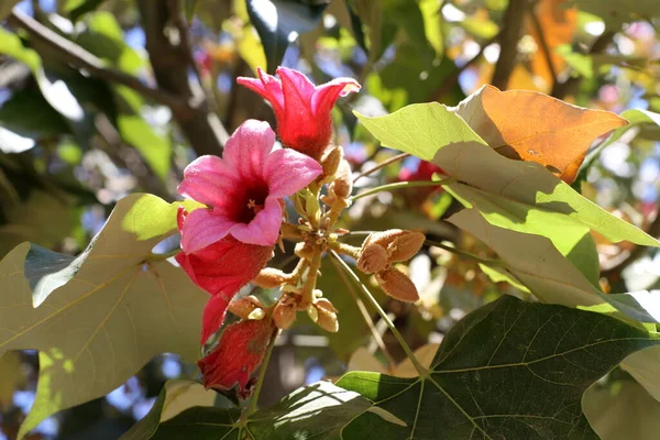 Srail Bir Şehir Parkında Yaz Çiçekleri Dünyanın Her Yerinde Karantina — Stok fotoğraf
