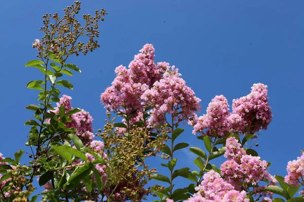 Letnie Kwiaty Parku Miejskim Izraelu Całym Świecie Trwa Kwarantanna Kwiaty — Zdjęcie stockowe