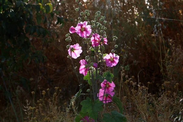 イスラエルの都市公園で夏の花 世界中に検疫があり 花は咲き続けています — ストック写真