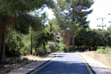 Kuzey İsrail 'de bir ormanda dağ yolu 