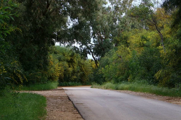 Strada Montagna Una Foresta Nel Nord Israele — Foto Stock