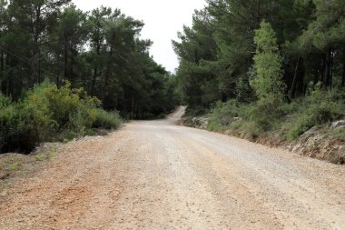 Kuzey İsrail 'de bir ormanda dağ yolu 