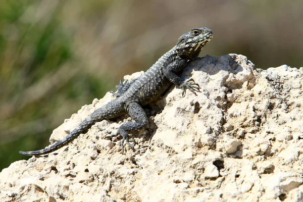 Lézard Est Assis Sur Une Pierre Brune Profite Soleil Matin — Photo