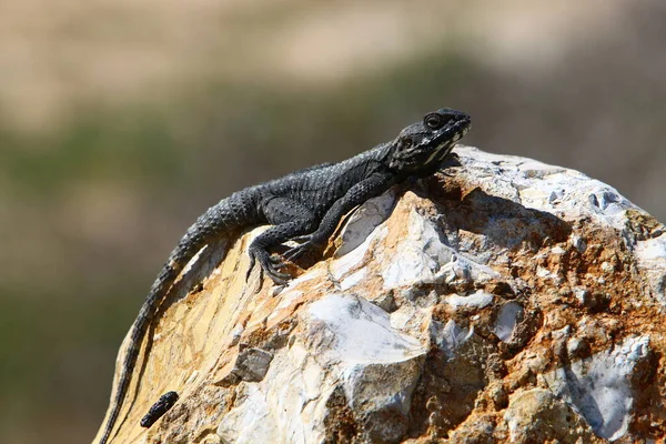 도마뱀은 햇살을 즐긴다 꼬리와 뿔같은 비늘로 파충류 — 스톡 사진
