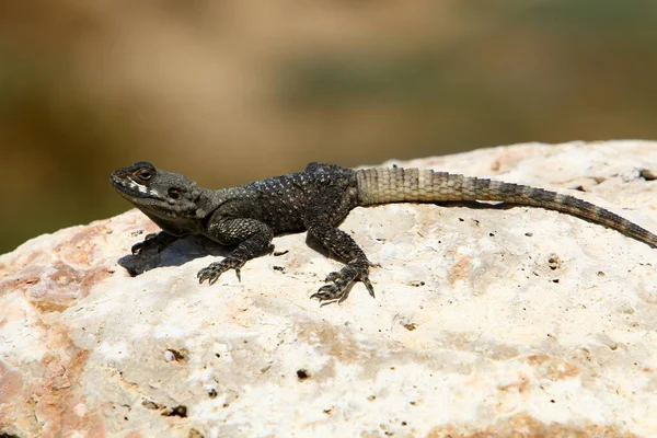 Kertenkele Kahverengi Bir Taşın Üzerine Oturur Sabah Güneşinin Tadını Çıkarır — Stok fotoğraf