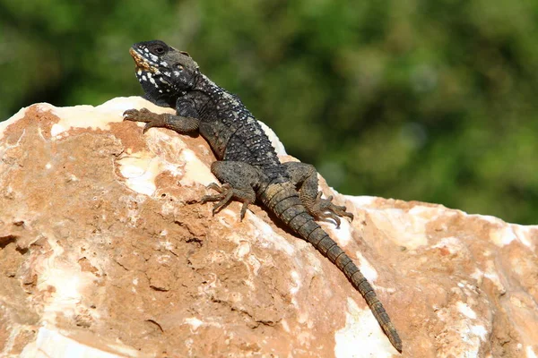 Lizard Sits Brown Stone Enjoys Morning Sun Reptile Long Tail — Stock Photo, Image