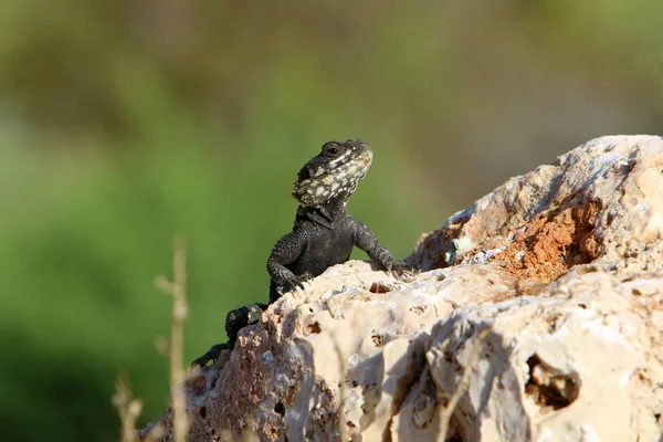 蜥蜴坐在一块褐色的石头上 享受着早晨的阳光 长尾巴的爬行动物 布满精美的角质鳞片 — 图库照片