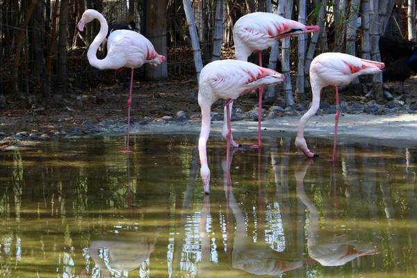 以色列北部城市公园湖上的粉红火烈鸟 — 图库照片