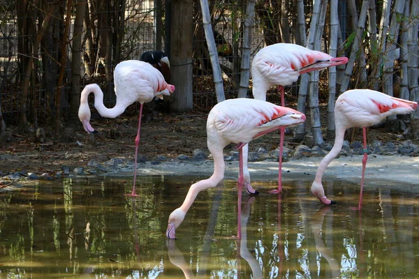 Flingos Cor Rosa Lago Parque Cidade Norte Israel — Fotografia de Stock