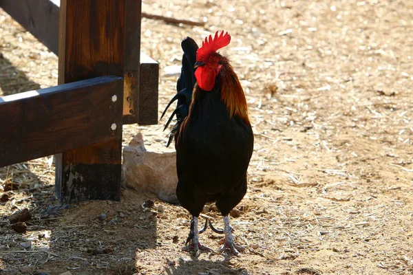 以色列北部城市公园里一只有红色梳子的公鸡 — 图库照片