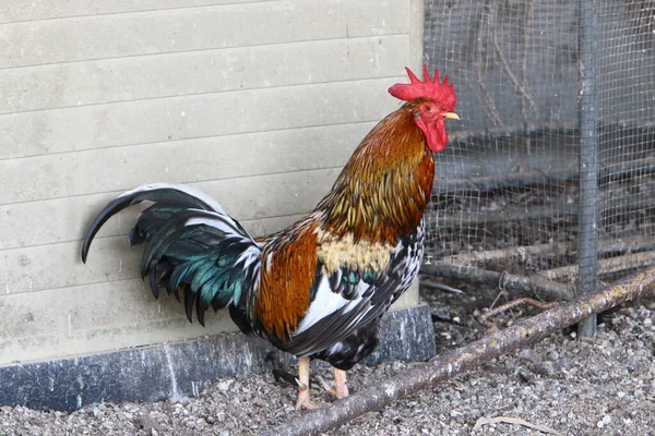 Rooster Red Comb Lives City Park Northern Israel — 图库照片