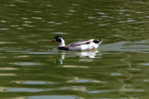 Eine Ente Lebt Auf Einem Großen Süßwassersee Einem Stadtpark Norden — Stockfoto