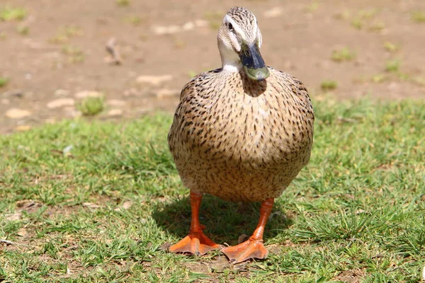 Canard Vit Sur Grand Lac Eau Douce Dans Parc Urbain — Photo