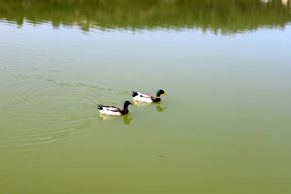 Eine Ente Lebt Auf Einem Großen Süßwassersee Einem Stadtpark Norden — Stockfoto