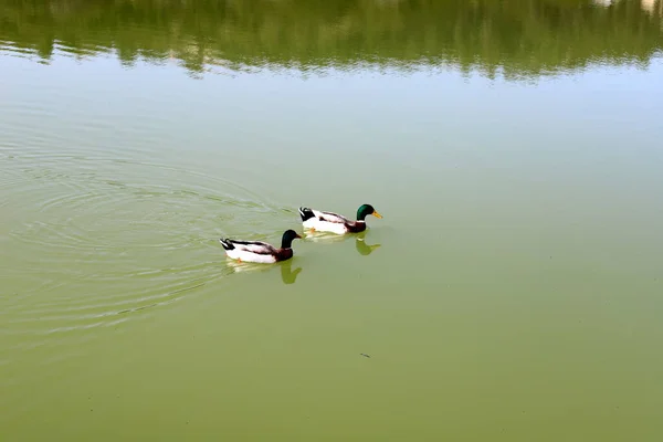 Pato Vive Gran Lago Agua Dulce Parque Urbano Norte Israel — Foto de Stock