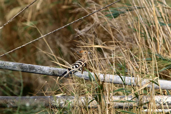 Hoopoe Long Slender Beak Green Grass City Park Shores Mediterranean — Stock Photo, Image