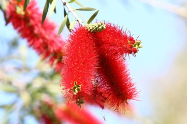 Callistemon Lemon Kuzey İsrail 'deki bir şehir parkında yetişiyor. Callistemon, sık kokulu yaprakları olan, daima yeşil bir ağaçtır.. 