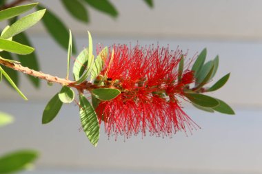 Callistemon Lemon Kuzey İsrail 'deki bir şehir parkında yetişiyor. Callistemon, sık kokulu yaprakları olan, daima yeşil bir ağaçtır.. 