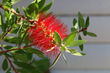 Callistemon Lemon Kuzey İsrail 'deki bir şehir parkında yetişiyor. Callistemon, sık kokulu yaprakları olan, daima yeşil bir ağaçtır.. 