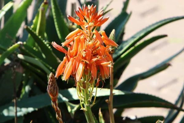 Aloe Agave Kvete Městském Parku Severním Izraeli Aloe Vera Četné — Stock fotografie