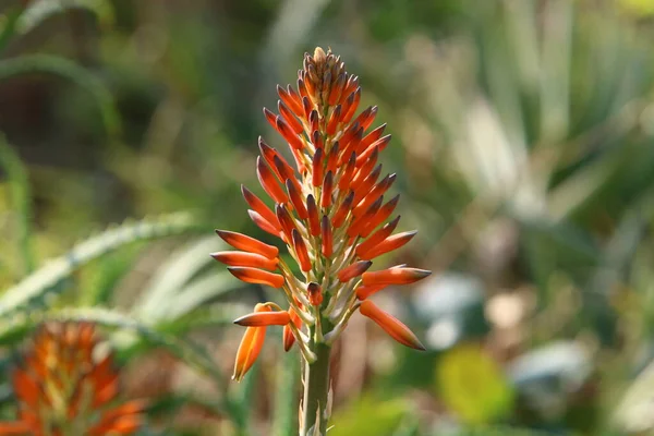 Aloe Agave Fiorisce Parco Cittadino Nel Nord Israele Aloe Vera — Foto Stock