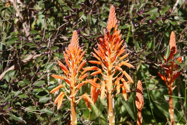 Aloe Agave Srail Kuzeyindeki Bir Şehir Parkında Çiçek Açıyor Aloe — Stok fotoğraf