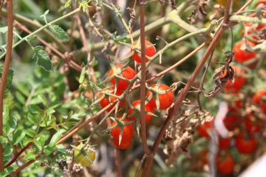 Juicy tomatoes ripen on bushes in a city park in northern Israel. The tomato is an annual herb. 