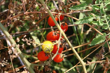 Juicy tomatoes ripen on bushes in a city park in northern Israel. The tomato is an annual herb. 